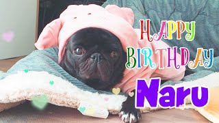 クリスマスに３歳のお誕生日を迎えた黒パグなる！Naru the black pug celebrated her 3rd birthday on Christmas Day!【パグ、pug】