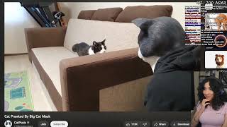 Susu- One Terrorized Cat