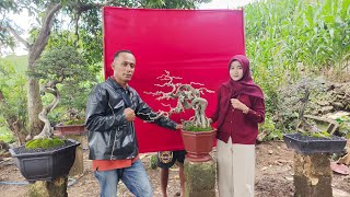 CEK HARGA BONSAI MBK ANISA TERBARU.. 0889-9108-2289