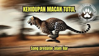 Kehidupan macan tutul #leopard #animals #wildlife #alamliar