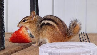 딸기가 좋아서 집으로 가져가는 아기 다람쥐 몽키 ASMR Chipmunk Moonkey Loves To Take Tasty Strawberries Home