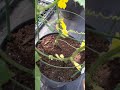 growing cucumber in containers 2 plants in a 5 gallon container