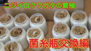 【爆産】ニジイロクワガタの繁殖（菌糸瓶交換編）