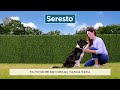 세레스토 seresto 진드기와 벼룩이 노는 것을 방해하나요