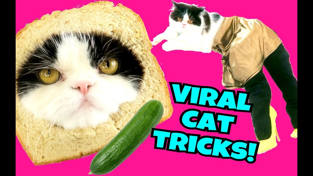 Trying Viral Cat Tricks Youtube