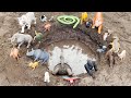 ANIMALS IN  MUD HOLE | Snake, Tigers, Tortiose, Spider, Elephant, Gorilla, Sea Turtle