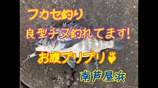 フカセ釣りで良型チヌ♪　fishingmax芦屋