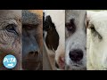 Use This Video To Unlearn Speciesist Myths About Animals