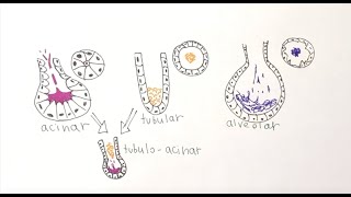 EXOCRINE GLANDS - in Steps