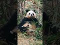 挠痒痒的可爱二狗狗 大熊猫润玥 大熊猫 panda