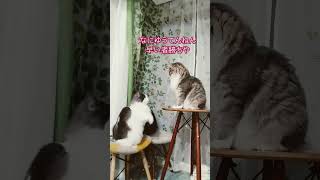 猫の兄妹ケンカが新喜劇にしか見えない （うちの子の猫パンチが可愛すぎる）#cat #catfight #猫のいる暮らし #猫 #猫パンチ