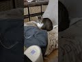 座椅子を占拠する猫 there is a cat on the chair shorts cat ねこ