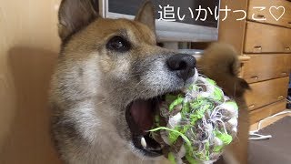 柴犬 父ちゃんのウォーキングが追いかけっこに？！何で逃げるん？Shiba inu Riki Riko/Catch and run