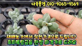 #다육풍경 (010-9065-9569) 호피복랑금 한정 특가판매, 재배농가의 건강하고 착한아이들 데려가셔요, #Succulentplant #多肉植物