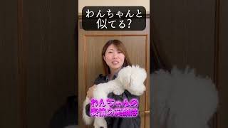 【犬種ビション】わんちゃんと似てくる？#shorts