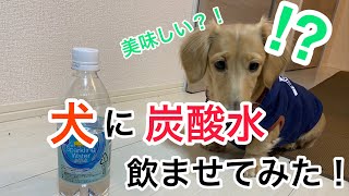 犬に炭酸水飲ませてみた　ダックスフンド