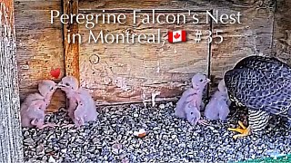 #35🦅Montreal  Falcon Nest／Faucons UdeM en direct／Live Stream