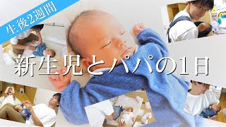 【新生児】生後2週間の赤ちゃんとパパのリアルな1日｜育児｜ルーティン