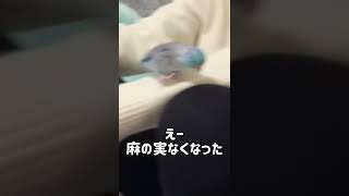 ホクロと餌を間違えるマメルリハインコ #マメルリハ #インコ #ペット