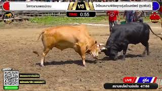 ไฮไลท์วัวชน โคขาวงามเพชรนักรบ VS โคโหนดงามพิชัยยุทธรุ่งเรืองทรัพย์ ขุนพันธ์