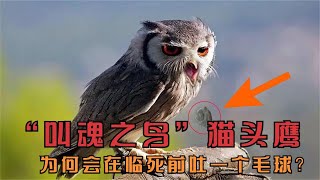 “叫魂之鳥”貓頭鷹，為何會在臨死前吐一個毛球？這是什么東西？