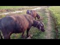 two buffaloes are grazing @animalsandnatural 2024