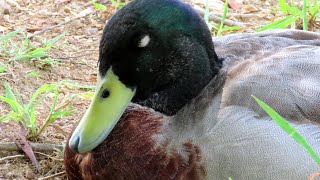 【昼寝】のんびり寝るカモ