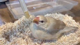 ひな文鳥お迎え初日の様子♪はじめてのさし餌映像もあり！　癒し動物　面白い動物　Java sparrow