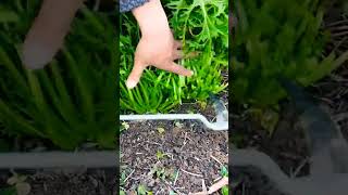 mini rotary tillage and ridging all-in one tree  short view rogator rotarymower