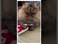 【家族会議🐈🐈👱‍♀️】いつもボールを咥えてくる猫が持ってこなかったら誰が取りに行くのか問題。 ペルシャ猫　 ねこのいる生活