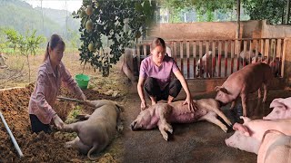 A pig died of unknown cause. African swine fever is at risk of returning to my farm. ( Ep 116 )