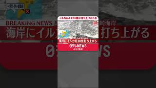 【速報】イルカおよそ30頭が打ち上げられる…サーファー集まり海に戻すも死んだ個体も？  千葉・一宮町  #shorts