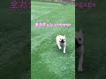 【💩】後に全力ダッシュする犬 shorts フレブル フレンチブルドッグ 面白動画 閃光のハサウェイ