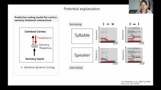 Talk: Sensory thalamus, speech, and predictive coding