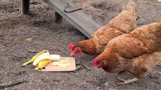 Chickens Eating Bananas