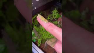 Baby Green Anole Falls Asleep On My Finger… 😭🦎💤