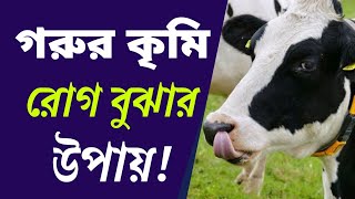 গরুর কৃমি রোগ বোঝার উপায়।গাভী গরুর কৃমি রোগ চেনার উপায়।গরুর কৃমি রোগের ঔষধ এবং চিকিৎসা