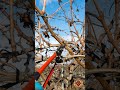 Pruning in a California Table Grape Vineyard