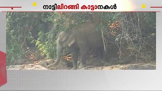 പത്തനംതിട്ട-തൃശൂര്‍ ജനവാസമേഖലകളില്‍ കാട്ടാനയിറങ്ങി | Wild Elephant