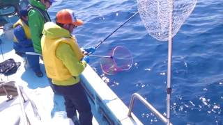 三陸釣り船豊海丸カレイ釣り船上配信です