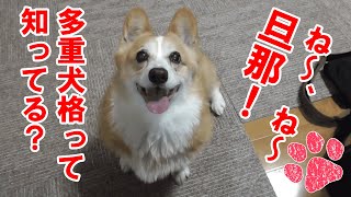 こんな犬いてる？性格の癖がきつすぎるコーギー。可愛いのか怖いのか！【コーギーチロ】