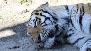 お外が大好きなトートです（円山動物園　アムールトラのトート）#Amurtiger #tiger #bigcat