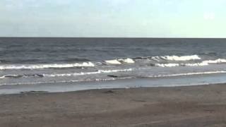 IOP beachgoers surprised by wayward gator