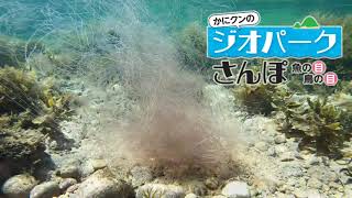 かにクンのジオパークさんぽ　魚の目 鳥の目　（８）アンドンクラゲ　日本海新聞