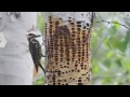 yellow bellied sapsuckers