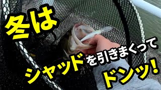 【釣れない時の非常用ルアー】シャッドの絶対領域に「思わず・・・ホフっ」