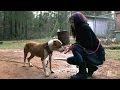 Tania Leads the Rescue to Save Ten Dogs | Pit Bulls and Parolees