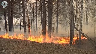 Лес и сухостой горят в Болотнинском районе. Как спасают земли сельхозназначения?