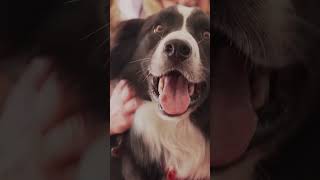 Border collie wins top prize at Cannes Palm Dog awards
