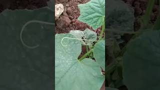 cucumber plant ||வெள்ளரிக்காய் செடி|| #sriyendhar #farming #vegetables #shorts#vivasayam#viral